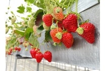 ◎WEB予約でリボンポイント3ポイント◎【春日井車庫・小牧発】*日帰り昼食付*『いつもありがとう!!母の日ミステリーツアー』2